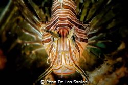 Stare Off. This lionfish paused to hover and posed for th... by Penn De Los Santos 
